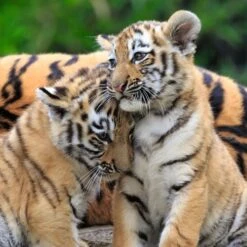 Ravensburger Kinderpuzzle Panda, Tiger Und Löwe -Trendiger Spielzeugladen Ravensburger Kinderpuzzle Panda Tiger und L we@@1894892 3