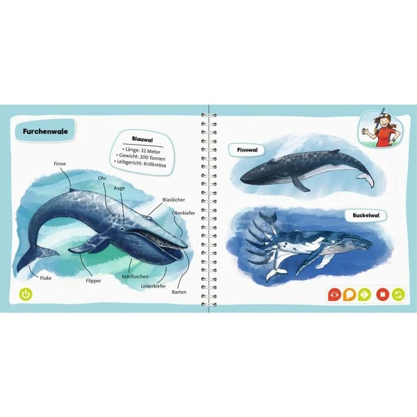 Ravensburger Tiptoi Pocket Wissen: Wale Und Delfine, Lernbuch 2 Ravensburger Tiptoi Pocket Wissen: Wale Und Delfine, Lernbuch – Bild 2
